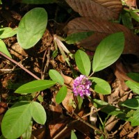 Grona heterocarpa var. heterocarpa (L.) H.Ohashi & K.Ohashi